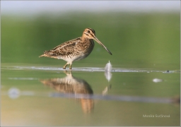 <p>BEKASINA OTAVNÍ (Gallinago gallinago) Českobudějovicko ----- /Common snipe - Bekassine/</p>